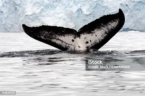 Whale Tail Stock Photo - Download Image Now - Antarctica, Cold Temperature, Horizontal