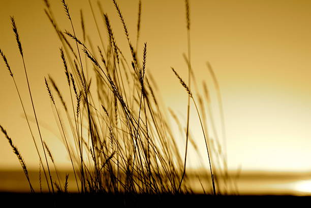 Indian grass prairies i zachód słońca na wzgórza z podświetleniem – zdjęcie