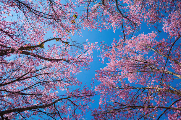istock Cherry pink blossom Sakura flower and blue sky 1458352034