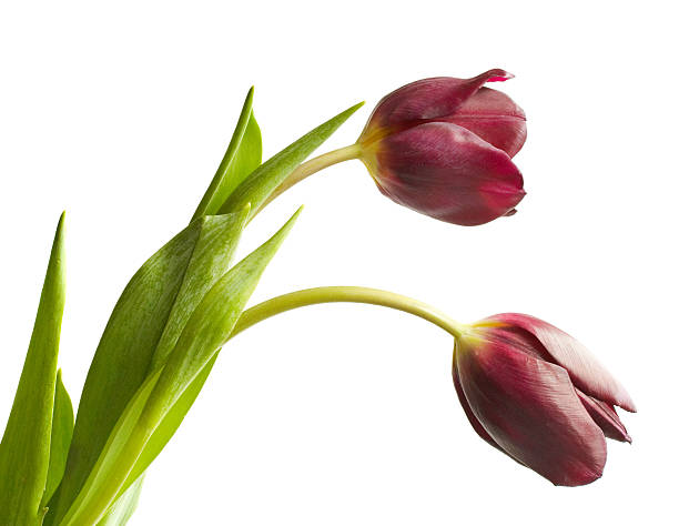istock Purple tulips isolated on white 145835220