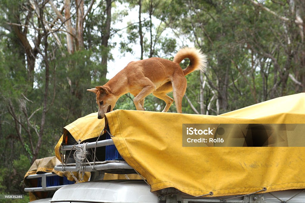 Dingo robar alimentos - Foto de stock de Australia libre de derechos