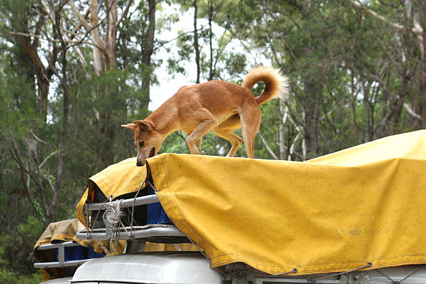 Dingo Stealing Food stock photo