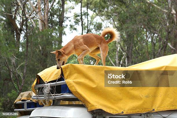 Dingo Kradzież Żywności - zdjęcia stockowe i więcej obrazów Australia - Australia, Samochód turystyczny, Dingo