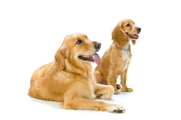 istock Golden Retriever and Cocker Spaniel Together 145835383