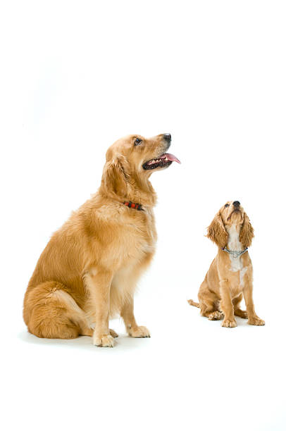 istock Golden Retriever and Cocker Spaniel Together 145835417