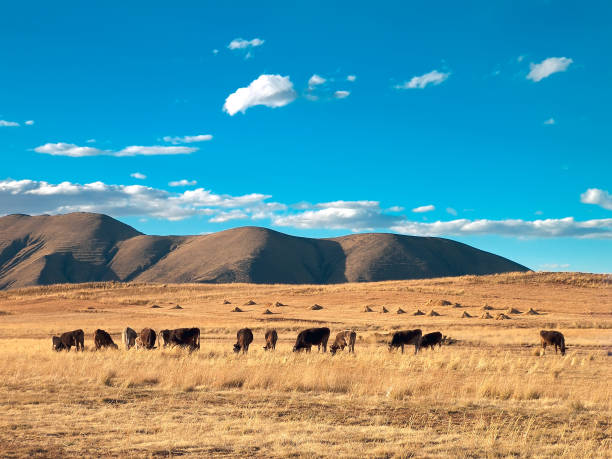 Cattle grazing on the altiplano plains near Lake Titicaca, Peru stock photo