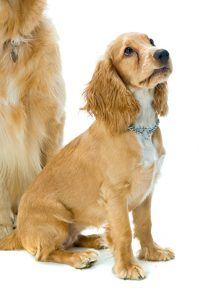 istock Golden Retriever and Cocker Spaniel Together 145835477