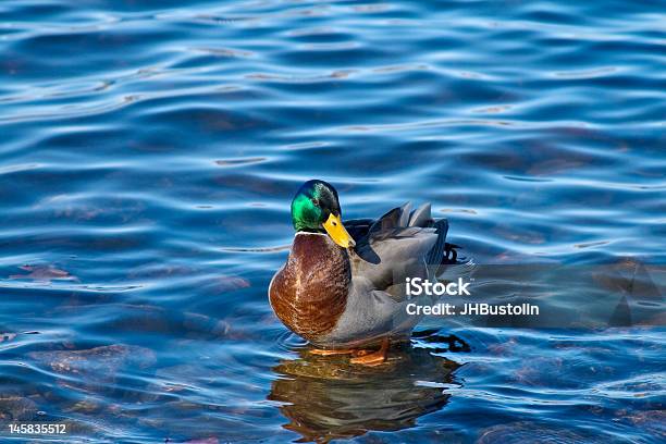 Mallard Sul Fiume Charles - Fotografie stock e altre immagini di Ambientazione esterna - Ambientazione esterna, Anatra - Uccello acquatico, Composizione orizzontale