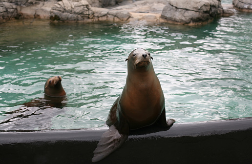 Two sea lions in the swimming pool, one is sitting and waiting for food