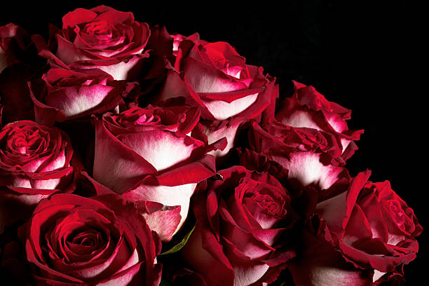 istock Bouquet of two-colored roses 145835568