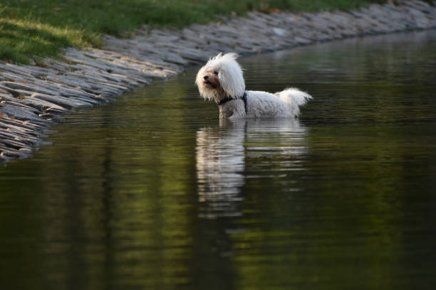 istock white dog playing in the water, probably a maltese bichon poodle mix 1458355688