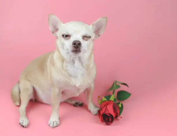 Photo of brown Chihuahua dog  sitting  by  red rose on pink background, winking his eye. Funny  pets  and Valentine's day concept