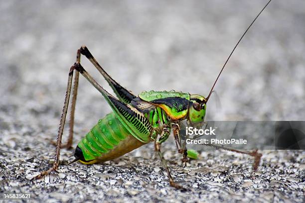 Photo libre de droit de Grasshopper4 banque d'images et plus d'images libres de droit de Animaux nuisibles - Animaux nuisibles, Criquet migrateur, Horizontal
