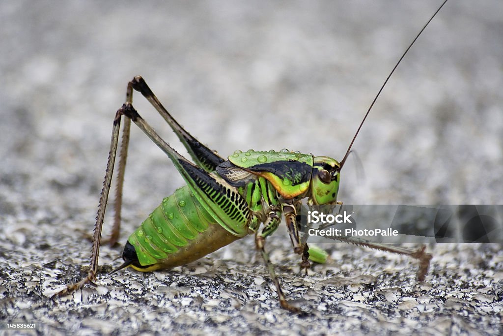 Grasshopper_4 - Royalty-free Fotografia - Imagem Foto de stock