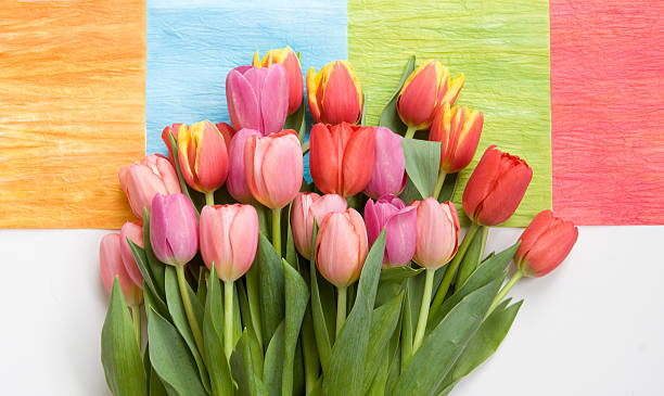 istock bunch of tulips on colorful background 145835791