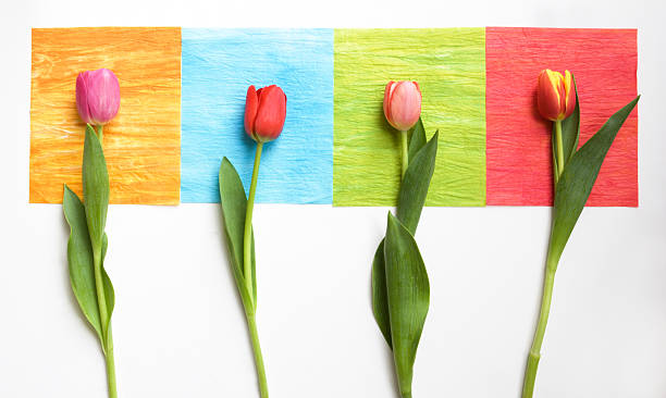 four tulips on 4 squares - colorful