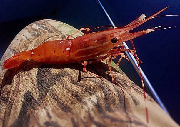 Spot Shrimp caught on the Hood Canal i. Seabeck Washington
