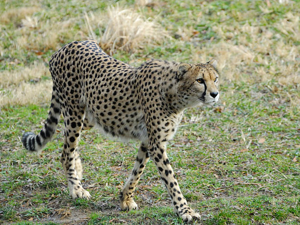 Cheetah stock photo