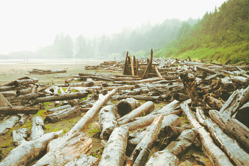 Photo adjusted to look vintage, instant film post production. Tofino, Long Beach, British Columbia, Vancouver Island, logs washed up on the beach surrounded by treed area. Taken on film, in 2003 and scanned digitally.