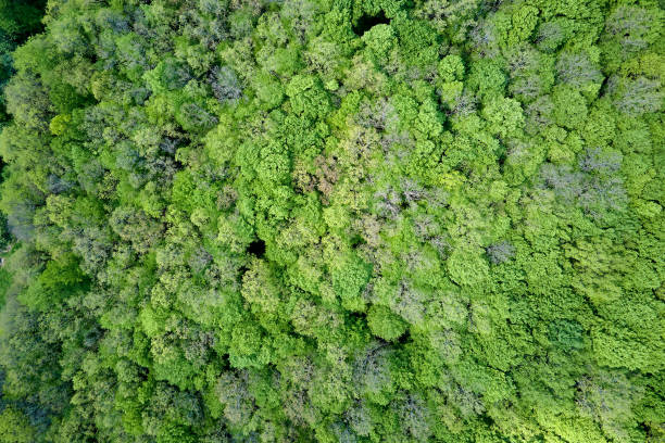 istock Top down flat aerial view of dark lush forest with green trees canopies in summer 1458359708