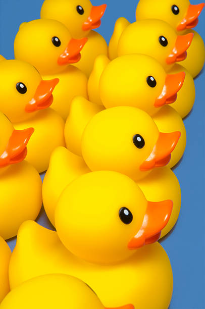 istock Yellow ducks and a single purple duck 145836006