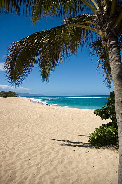 istock Beach and Palm tree in Hawaii 145836102