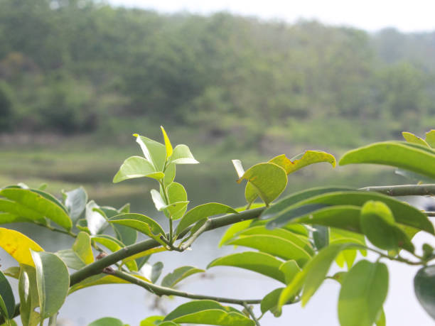 beautiful  green leaves by the lake