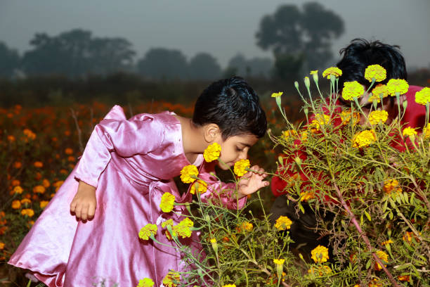 Elementary child of Indian ethnicity smelling fresh marigold flower in the field during springtime.
