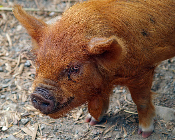 Kunekune piglet stock photo