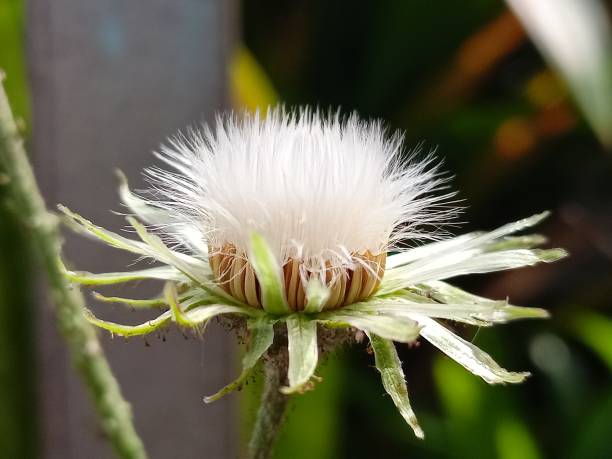 istock closeup with wide angle natural background 1458362867