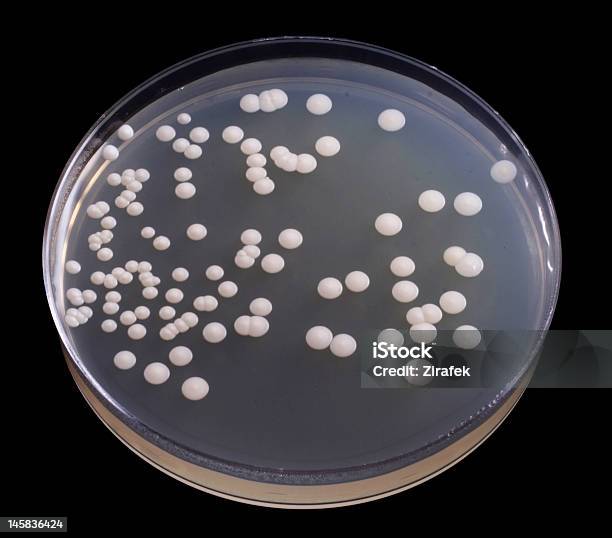Bakterie - zdjęcia stockowe i więcej obrazów Agar - Agar, Badania, Badania kliniczne