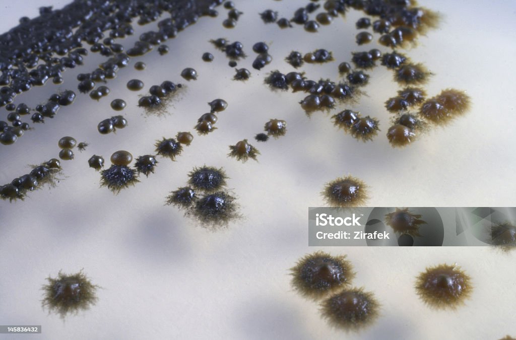 Hongos - Foto de stock de Agar-agar libre de derechos