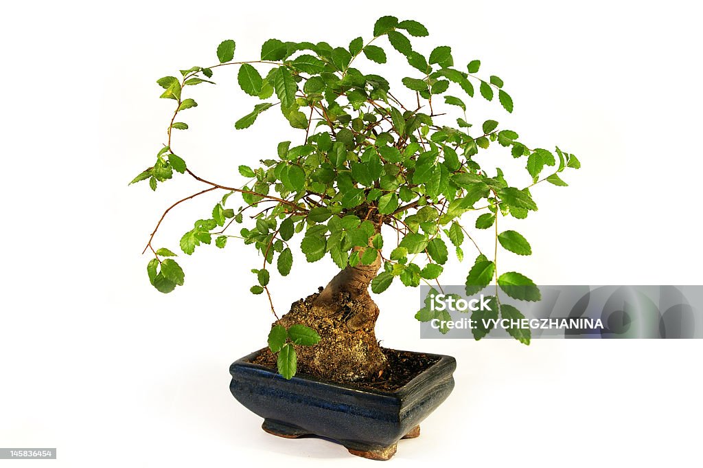 Бонсай. Маленький зеленый дерево - Стоковые фото Без людей роялти-фри