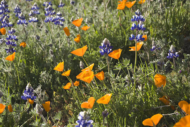 istock California Wildflowers 145836533