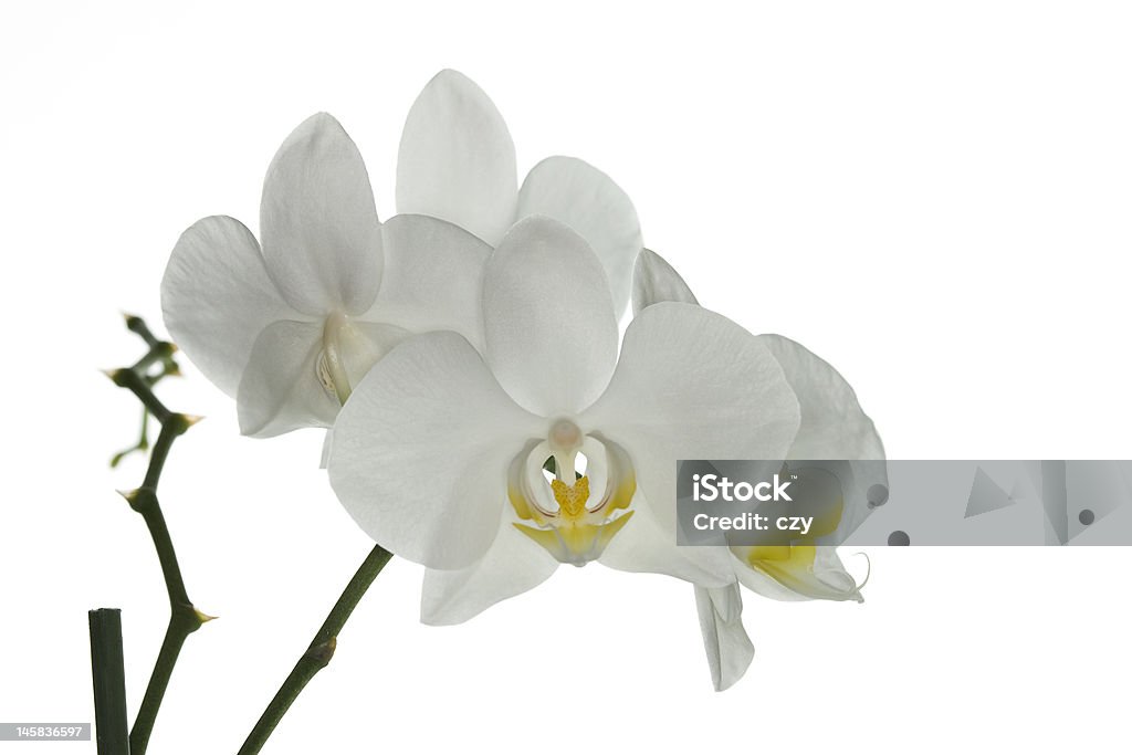 Orquídea em branco - Foto de stock de Amarílis royalty-free