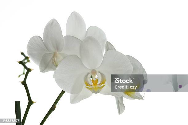 Foto de Orquídea Em Branco e mais fotos de stock de Amarílis - Amarílis, Amor, Aniversário