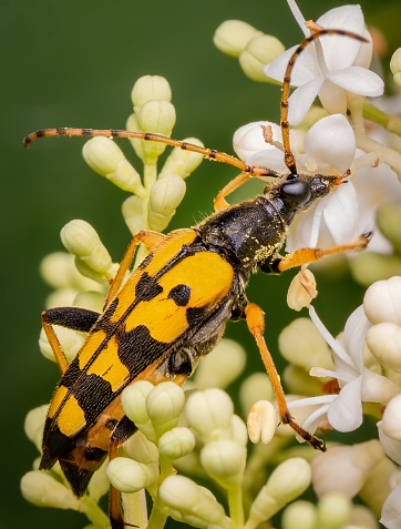 Macrophotography of a black and yellow Longhorn Beetle (Rutpela maculaya) on white flowers. Extremely close-up and details.