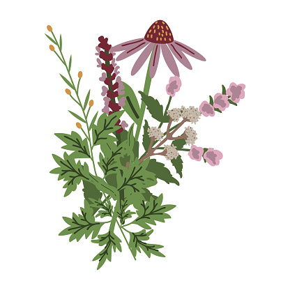 Medicinal plants bunch isolated illustration