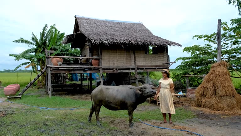 Asian women feeding buffalo on a farm in Thailand during vacation at a homestay farm