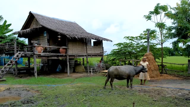 Asian women feeding buffalo on a farm in Thailand during vacation at a homestay farm