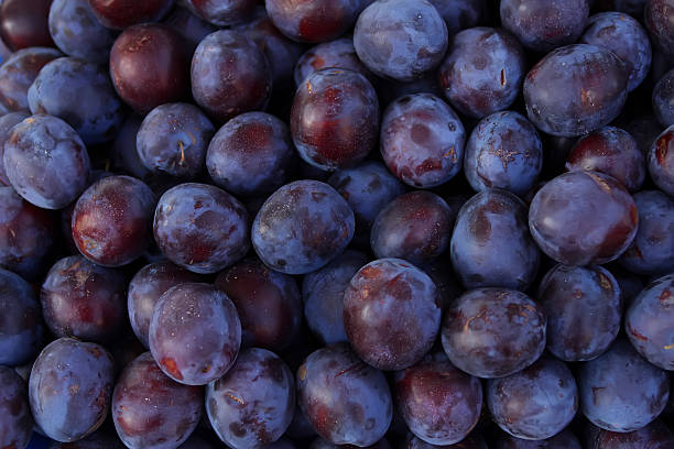 Prune Prune plum stock pictures, royalty-free photos & images