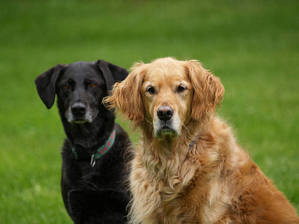 犬 - dog black labrador retriever animal nose ストックフォトと画像