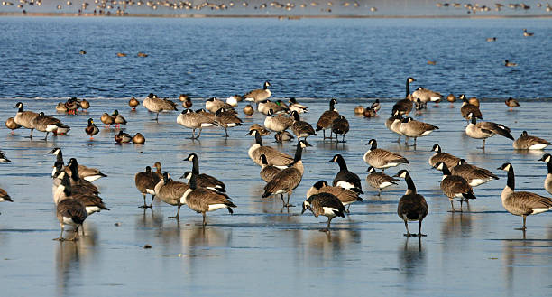 Geese on the ice stock photo