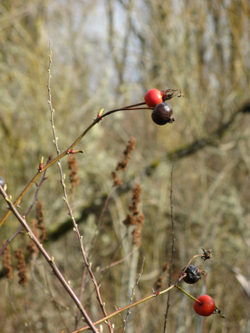 Red wild rose hips in winter at the Nisqually Wildlife Refuge in Western Washington.