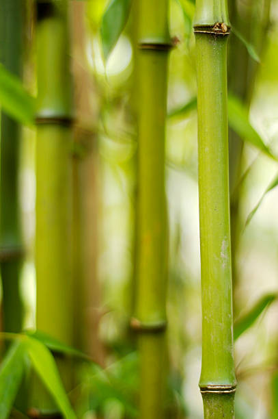 Bamboo stock photo