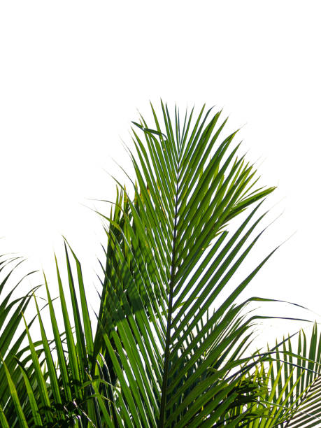istock Palm leaf pattern below and above is white background. Green coconut leaf nature background. 1458370958