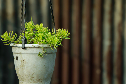 Sedum or Stonecrop plant in a plastic pot hanging on a garden
