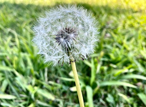 Horizontal landscape of close up forefront of single dandelion to make a wish against green grass garden lawn with background tree lined fence Bangalow Australia