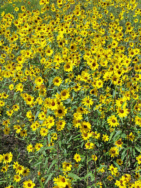 istock Field of wild sunflowers (Helianthus) 145837352