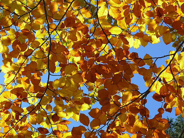 istock Autumn leaves against blue sky. 145837552